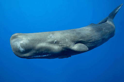 La controversia sobre la grasa de ballena en la producción de lápices labiales