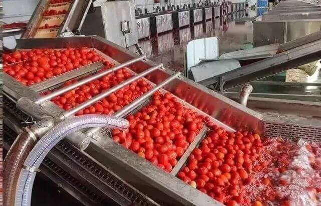lavadora de tomates
