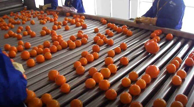 máquina clasificadora de naranjas