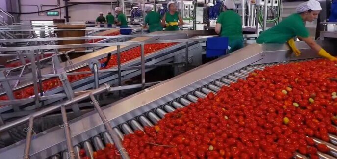 Elaboración de pasta de tomate industrial y maquinaria