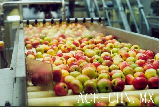 clasificación de manzanas con máquina clasificadora de frutas